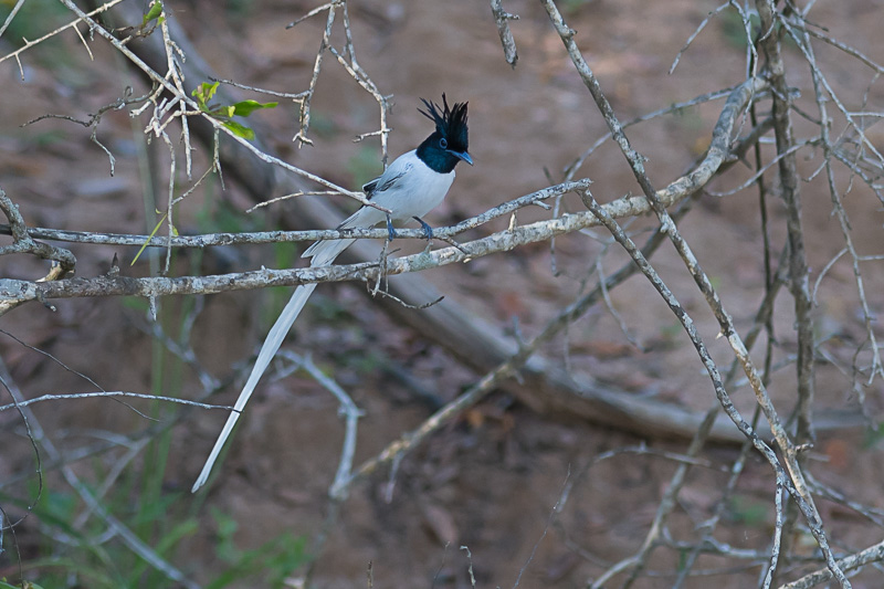 Aziatische Paradijsmonarch